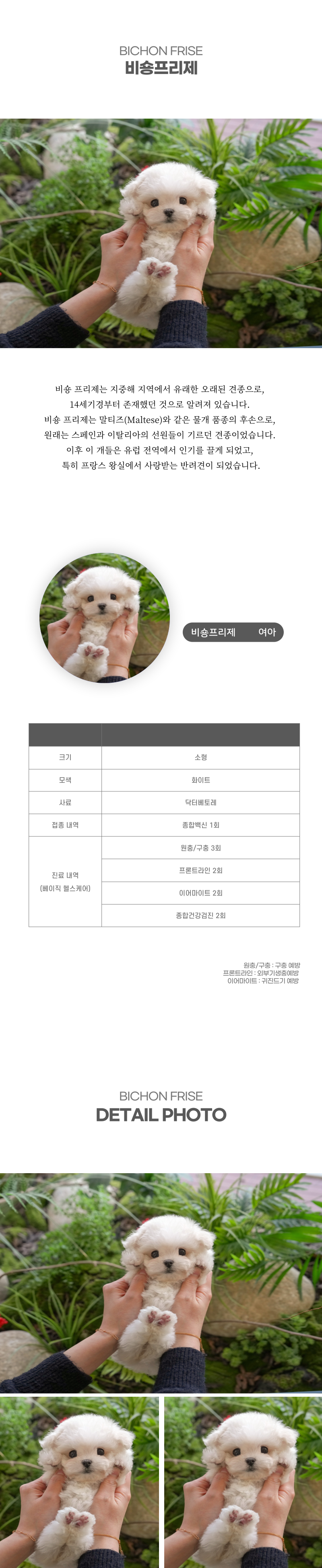 미니비숑_상세이미지_2
